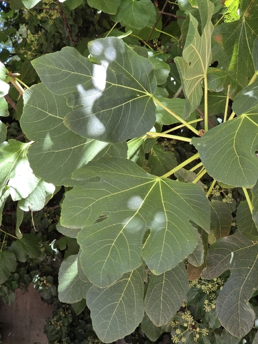 common fig