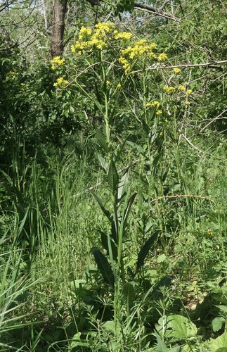 Bunias orientalis, photograph 4