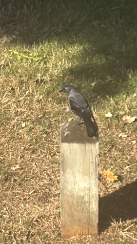 Eurasian Jackdaw