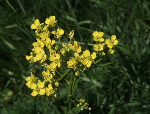 Bunias orientalis, photograph 5