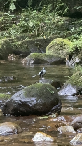 Slaty-backed Forktail