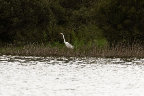 Great Egret