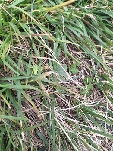 Green Huntsman Spider