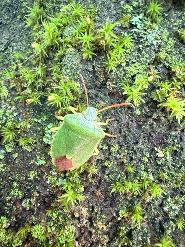 Green Shield Bug