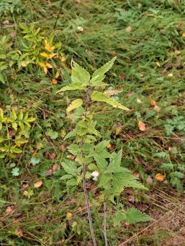 great stinging nettle