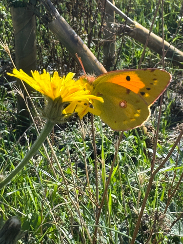 Clouded Yellow