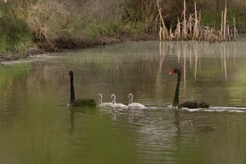 Black Swan