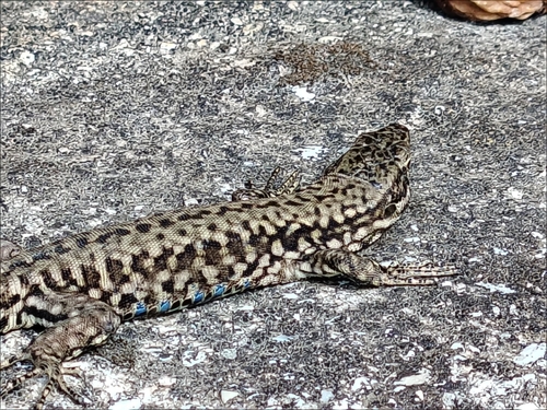 Common Wall Lizard