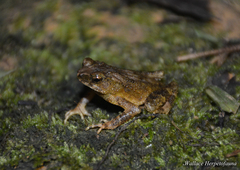 Ingerophrynus divergens
