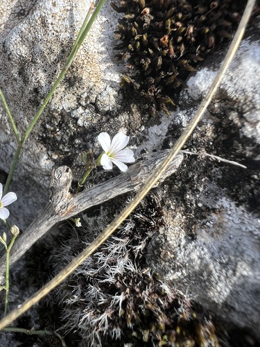 Petrorhagia saxifraga, photograph 5