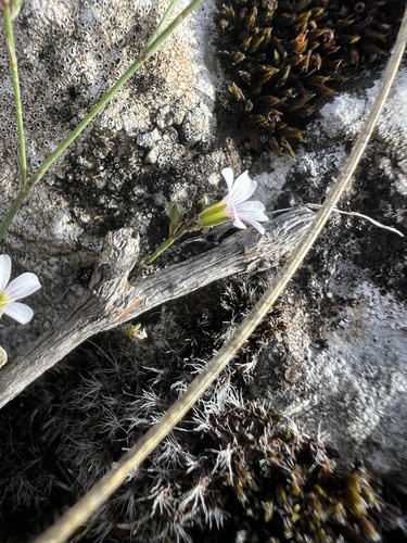 Petrorhagia saxifraga, photograph 6