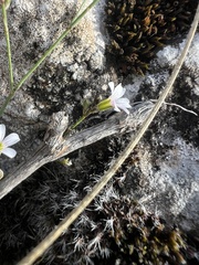 Petrorhagia saxifraga, photograph author not stated, no rights reserved