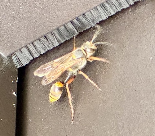 Asian Mud-dauber Wasp