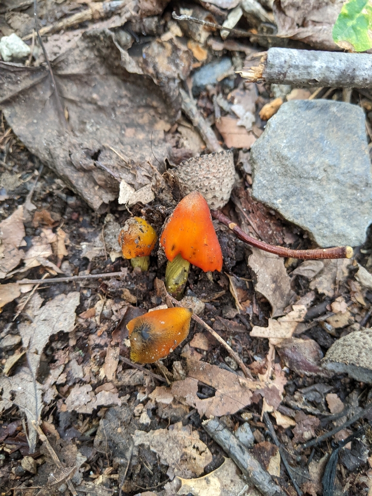 Witch's Hat · September 2026 · photo: Photo: (c) Maria Aghazarian, some rights reserved (CC BY) · iNaturalist