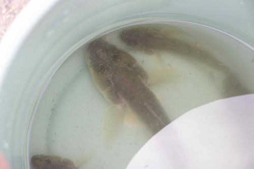 Ctenogobius observed 2026-09-25