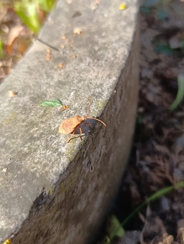 Rhombic Leatherbug