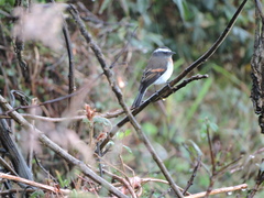 Ochthoeca rufipectoralis