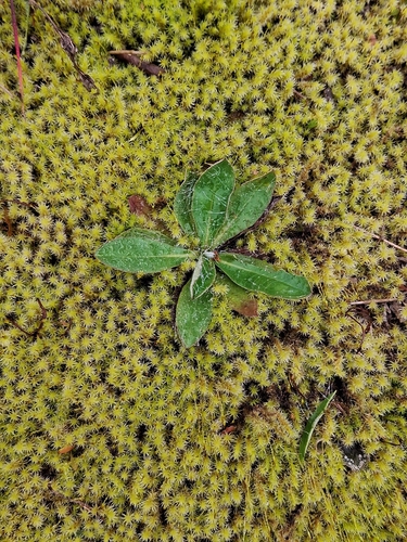 mouse-eared hawkweed