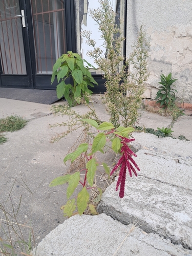 Love-lies-bleeding
