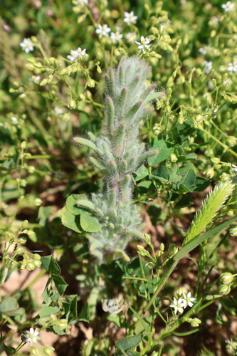 Sclerolaena brachyptera, 2026-09-19