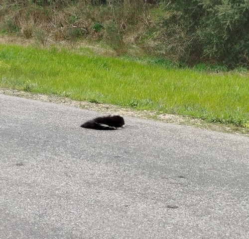 Molina's Hog-nosed Skunk