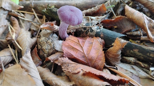 Amethyst Deceiver