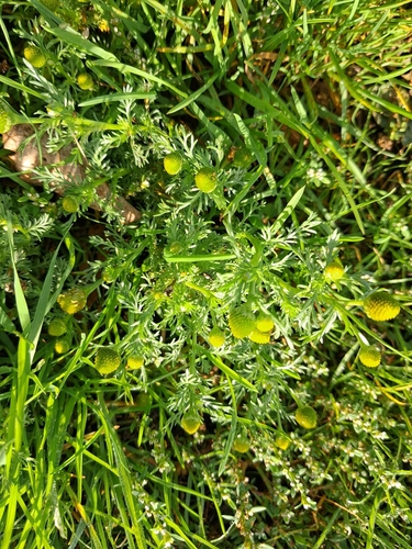 Matricaria discoidea, photograph 6
