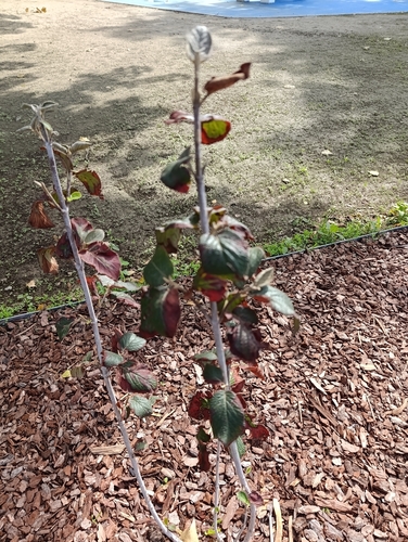 Wayfaring-tree