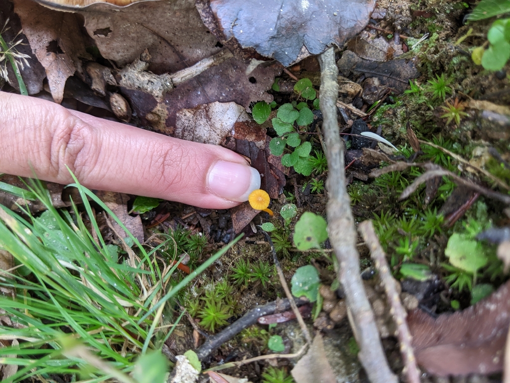 Small Chanterelle · September 2026 · photo: Photo: (c) Maria Aghazarian, some rights reserved (CC BY) · iNaturalist
