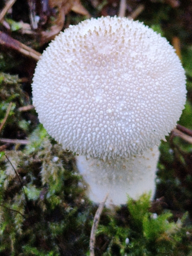 common puffball