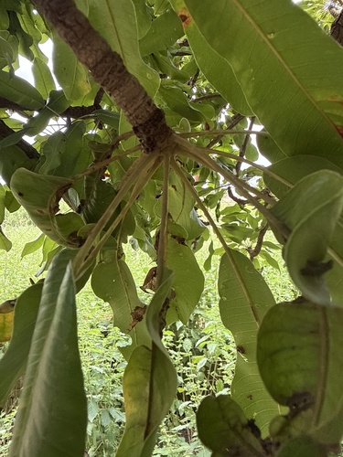 Shea Tree