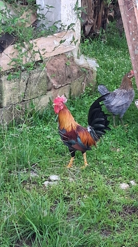 Red Junglefowl
