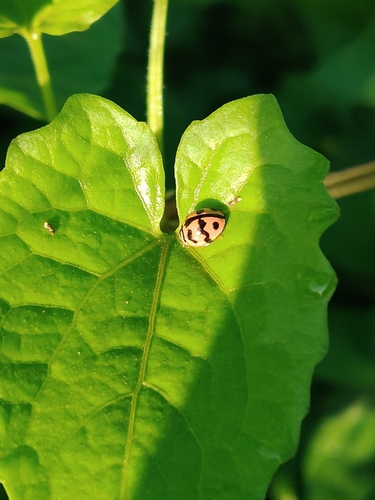 Six-spotted Zigzag Ladybird