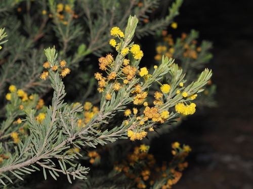 Acacia lineata, 2026-09-15