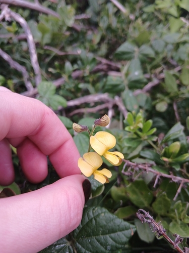Rhynchosia caribaea observed 2026-09-24