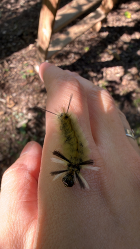 Banded Tussock Moth