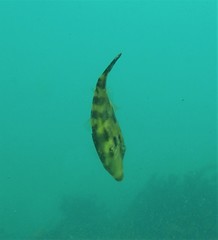 Meuschenia trachylepis