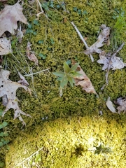 Lysimachia quadrifolia