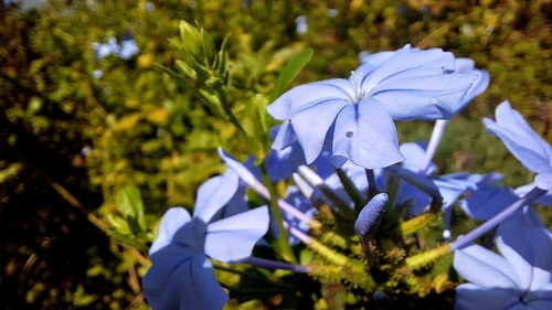 blue plumbago