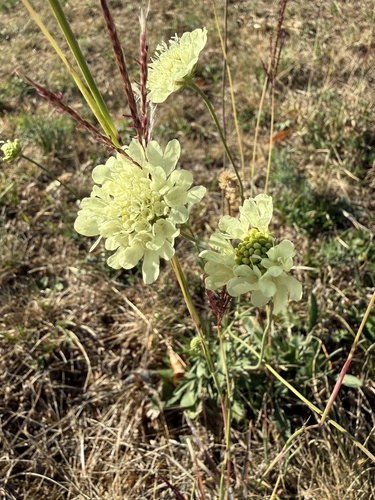 Cream Scabious