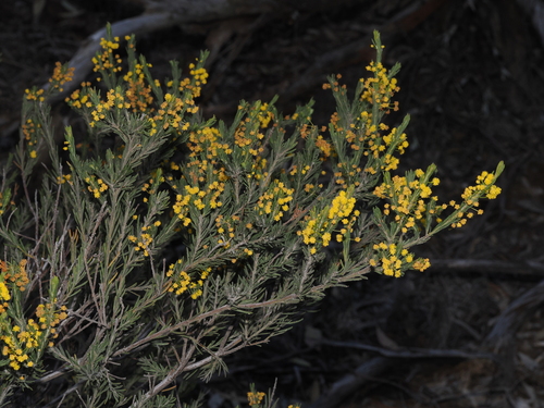 Acacia lineata, 2026-09-15