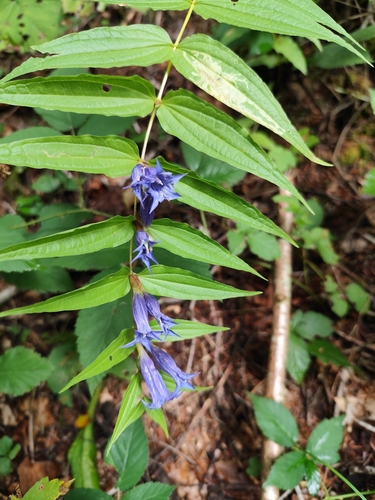 willow gentian