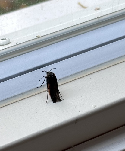 Wasp Nest Beetle