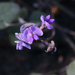 Glycine latifolia - Photo 由 Lise Kool 所上傳的 (c) Lise Kool，保留部份權利CC BY-NC