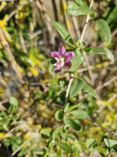 matrimony vine
