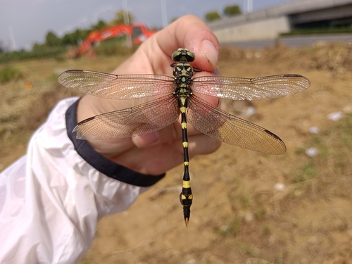 Common Flangetail
