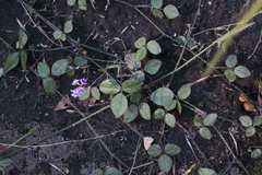 Glycine latifolia