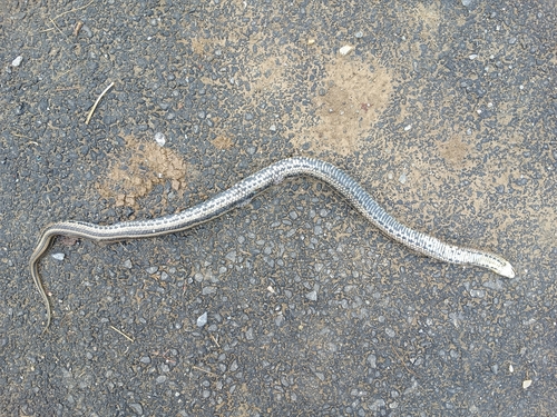 Frog-eating Rat Snake