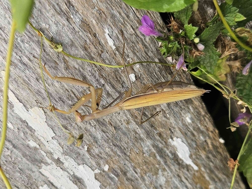 European Mantis