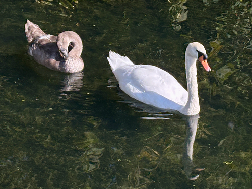 Mute Swan